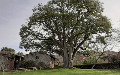 AGUACATES EN ASTURIAS