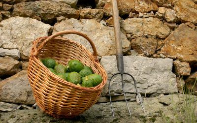 ¿CUÁNDO COSECHAR AGUACATES EN ASTURIAS, GALICIA, CANTABRIA Y PAÍS VASCO?