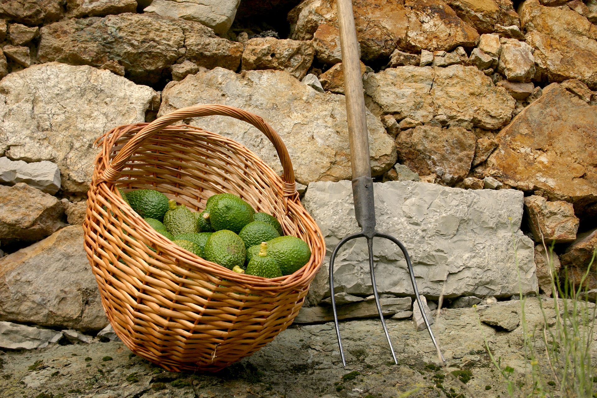 Cosecha de Aguacates
