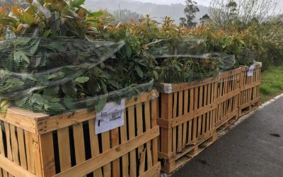 TIPOS DE PLANTAS DE AGUACATE