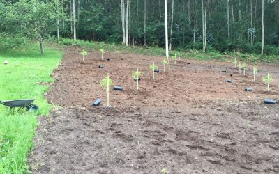 ¿CUÁNDO SE PLANTAN LOS AGUACATES EN ASTURIAS, CANTABRIA, GALICIA Y PAÍS VASCO?