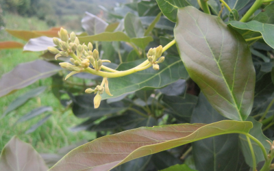 MEJORA EL CRECIMIENTO DE TU AGUACATE CON LA PODA DE FLOR