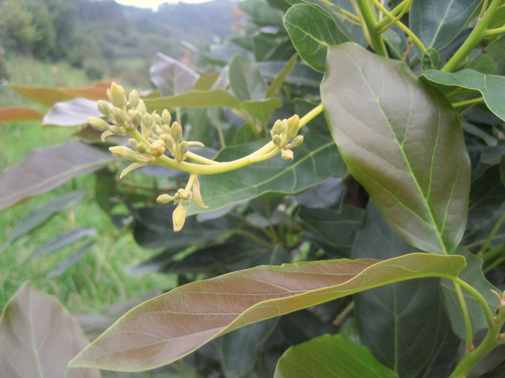 Floración del Aguacate