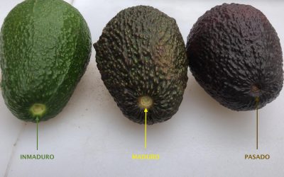 AGUACATE VERDE, MADURO… UPS! PASADO!