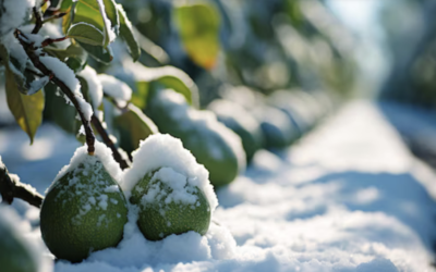 CÓMO PROTEGER DEL FRIO TUS AGUACATES EN EL NORTE