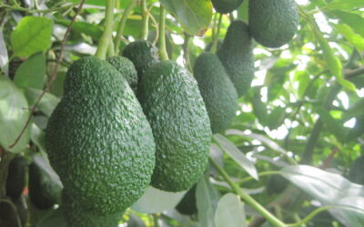 Variedad Hass: Todo sobre el aguacate