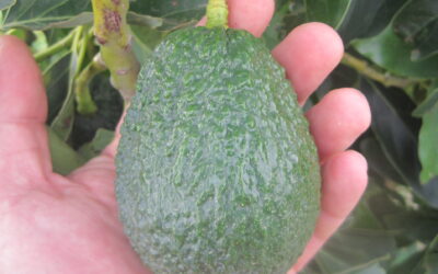 Lamb Hass: Aguacate con Alto Rendimiento