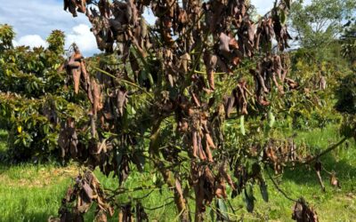 Otoño: prevención de hongos en aguacate