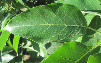 AGUACATE: ANALÍTICAS FOLIARES