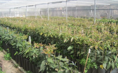 Es el momento de reservar tus plantas de aguacate para 2026