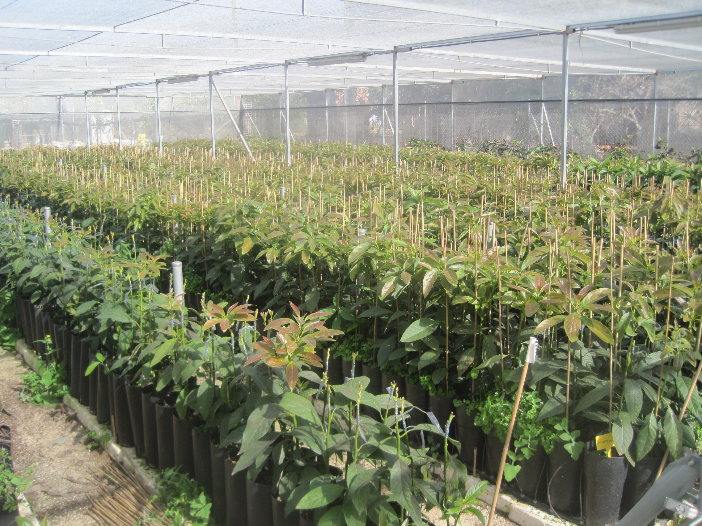 vivero 2