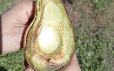 HELADAS EN AGUACATE