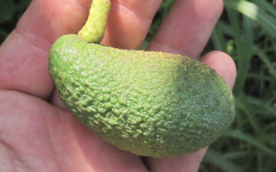 El boro en el aguacate