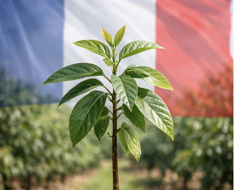 avocado francais
