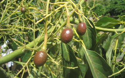 El Papel del Potasio en el Engorde del Fruto de Aguacate
